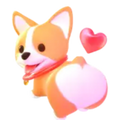 corgi