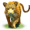 leopard