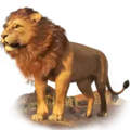 lion