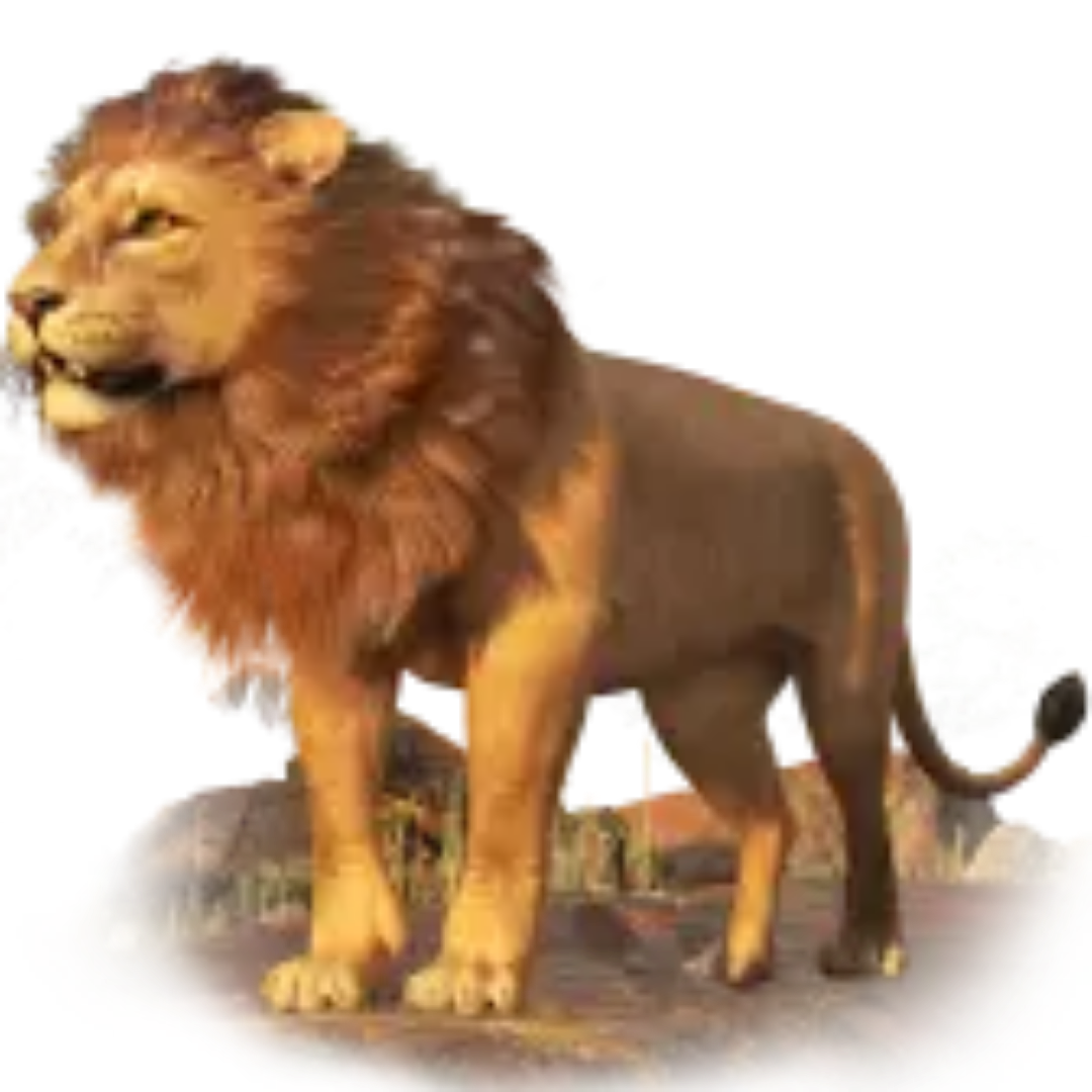 lion