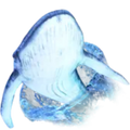 whalediving