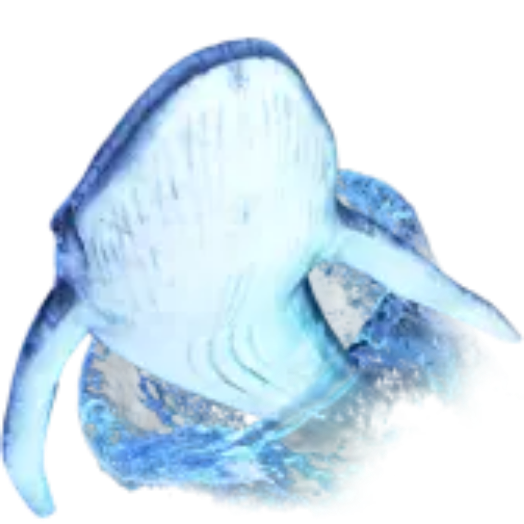 whalediving